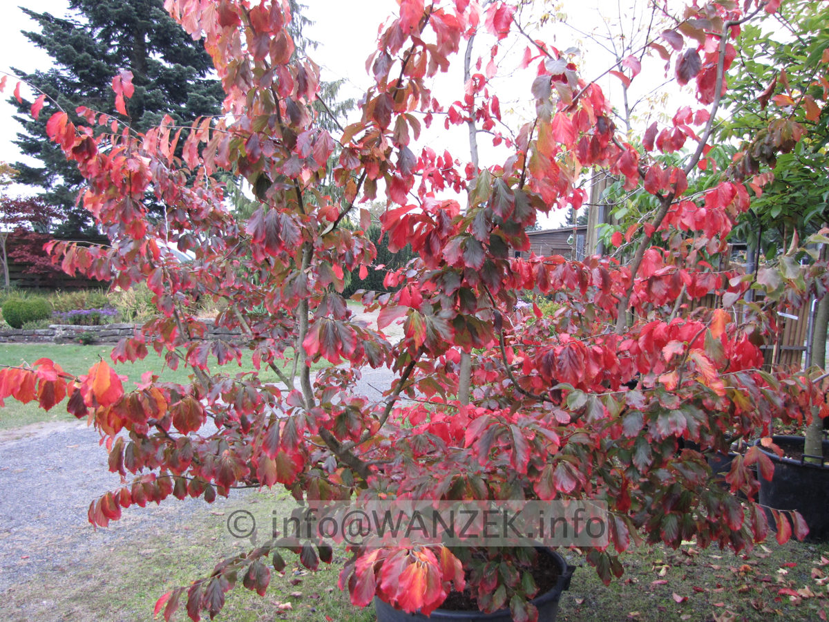 Parrotia persica 10.JPG